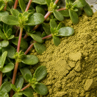 Purslane Extract